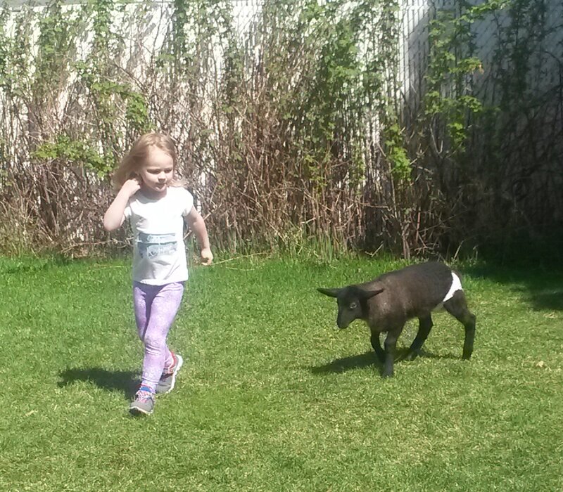 Lamb Visits Day homes - Photo 3