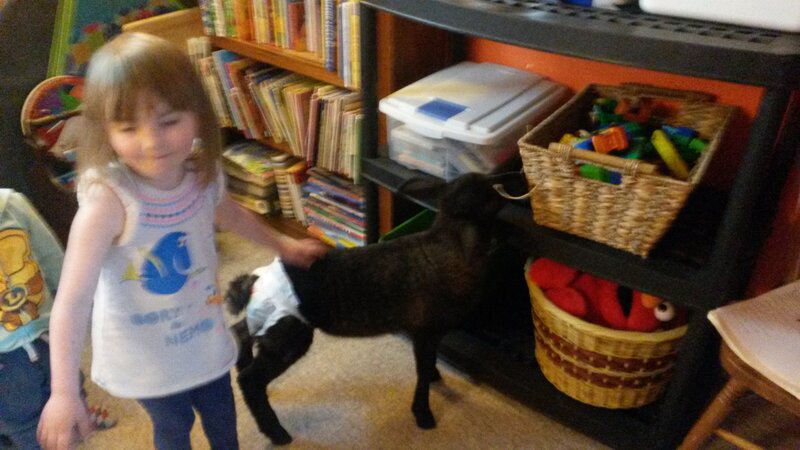 Lamb Visits Day homes - Photo 5
