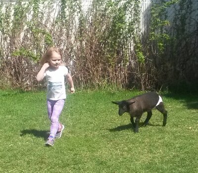 Lamb Visits Day homes - Photo 3