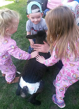 Lamb Visits Day homes