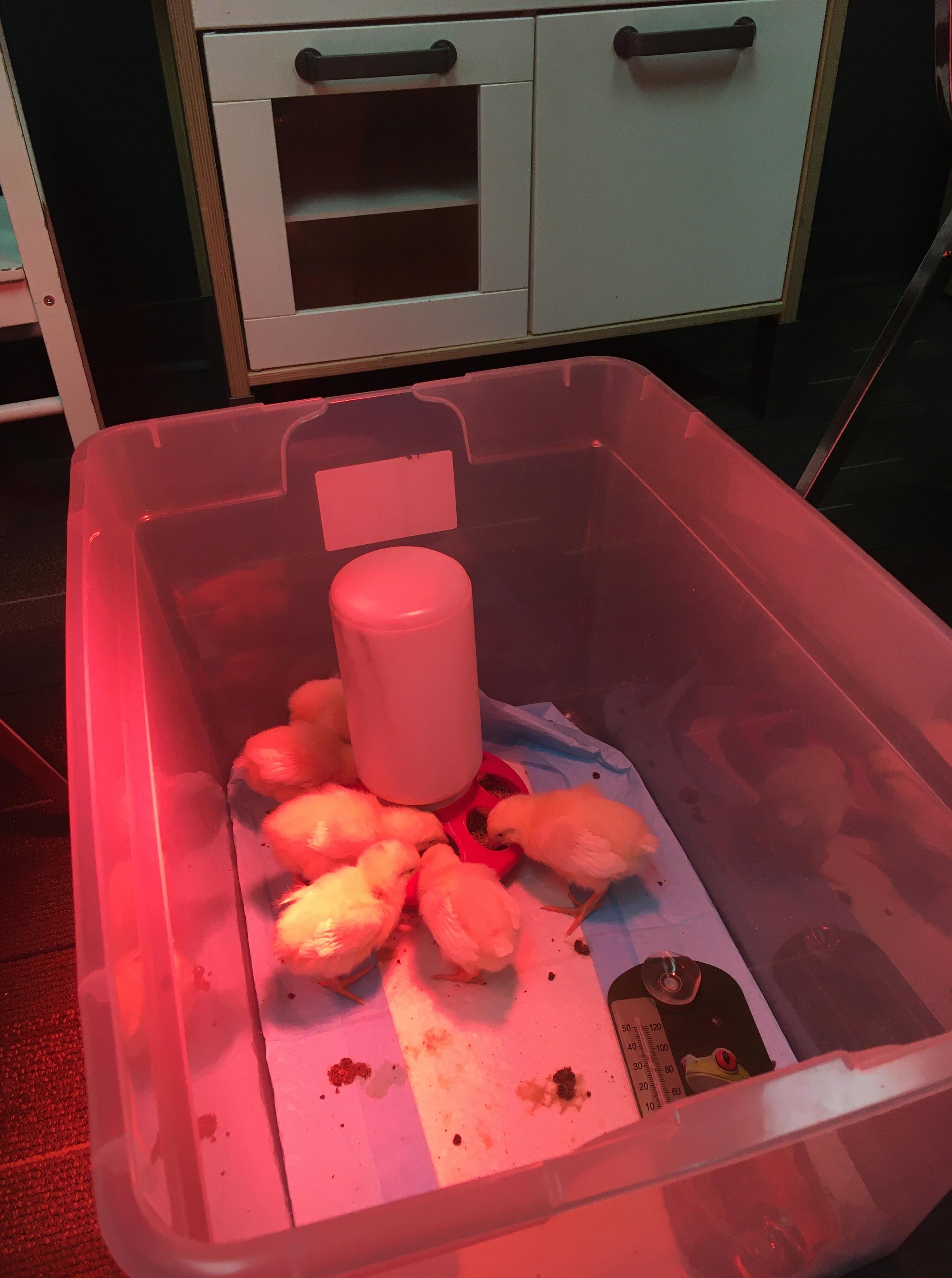 Dayhome Chick Hatching